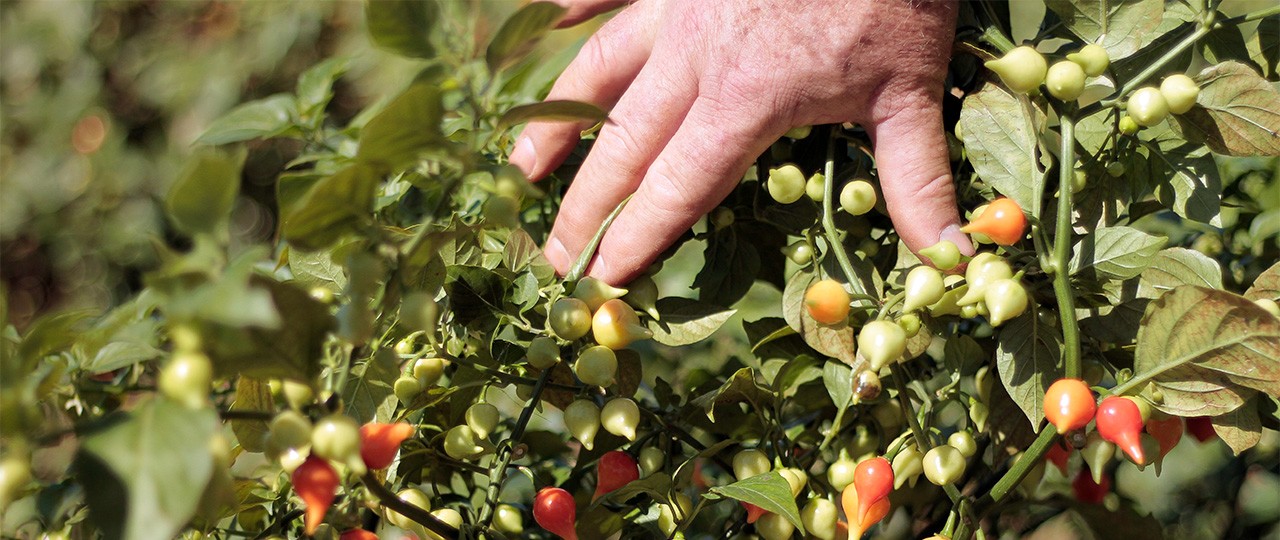 Pessoa passando a mão pelas folhas de uma horta